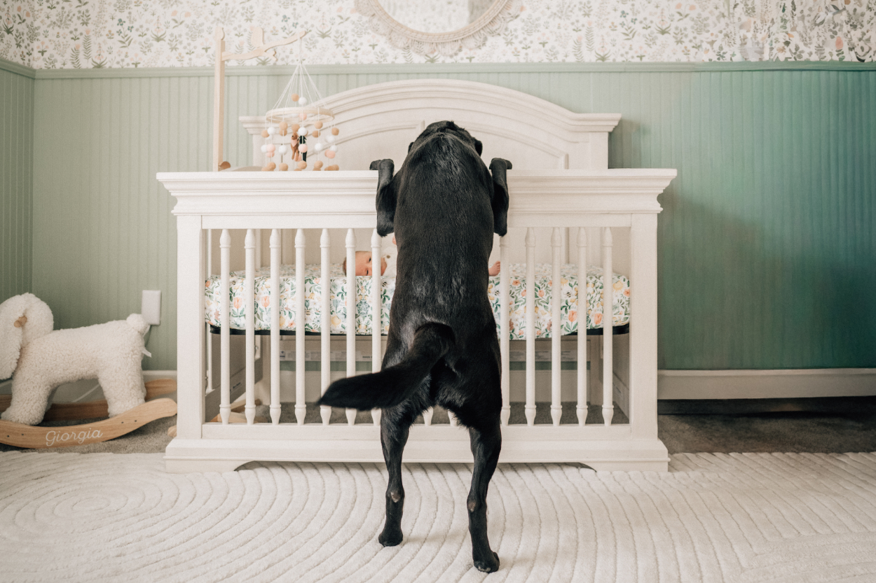Lifestyle newborn photography ideas featuring dog standing by crib in nursery.