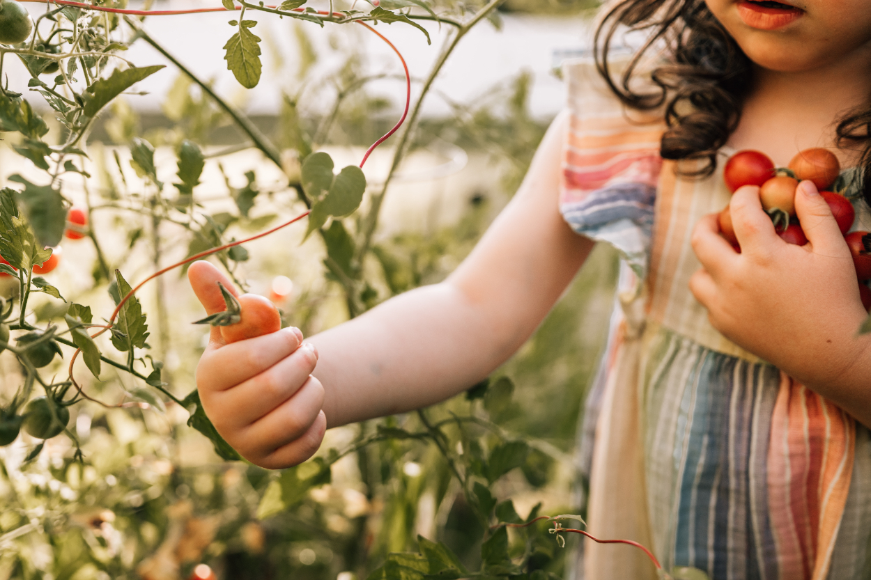 Child picking tomatoes in garden during a backyard photoshoot, capturing quiet, everyday moments and connection
