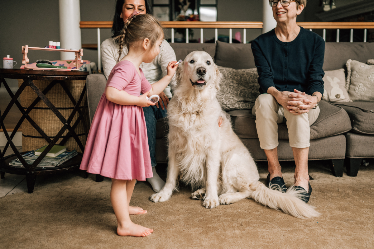 Young girl standing with large dog in living room, playful and gentle family interaction