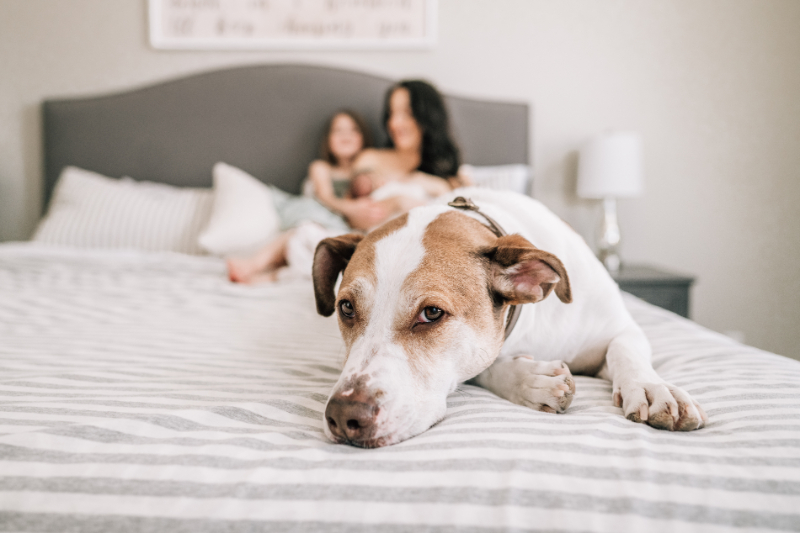 Family dog resting on bed during newborn photos at home, highlighting everyday life and quiet moments.